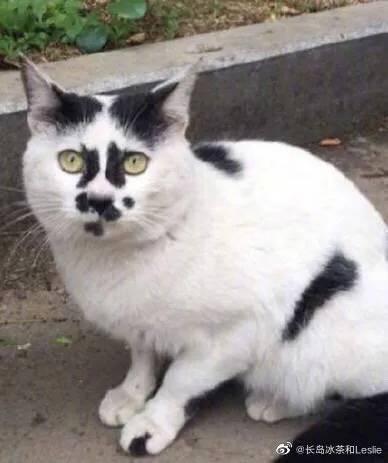 王之蔑视猫表情包